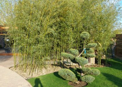 A bambusz liget előtt bonsaira nyírt örökzöld áll.