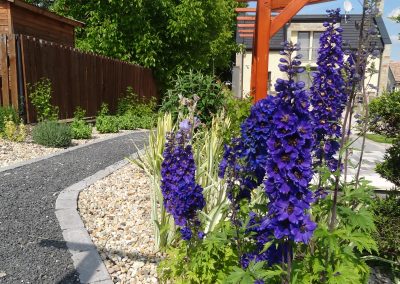 Delphinium cultorum szarkaláb a Flamingó Panzió kertjében