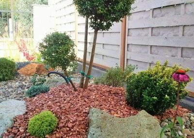 Pom Pom növény dekorkavicsban