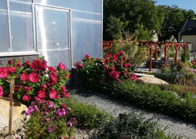 Az etyeki Flamingó Panzió parkja - Óriás virágú mocsári hibiszkusz piros színben, előtte törpe loncsövény.