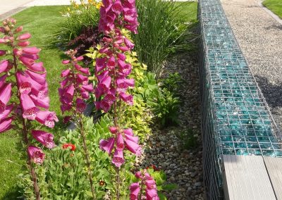 Flamingó Panzió parkja Etyeken - Digitaris purpurea gyűszűvirág az évelőágyásban.