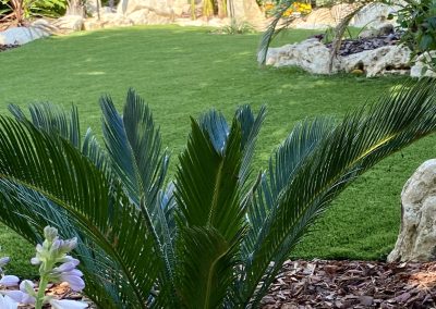 Cycas revoluta cikász