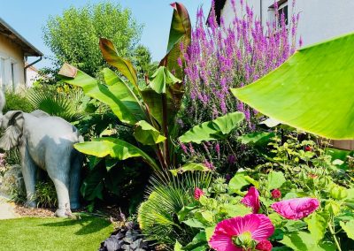 Dzsungel ágyásból épp kilépő elefánt