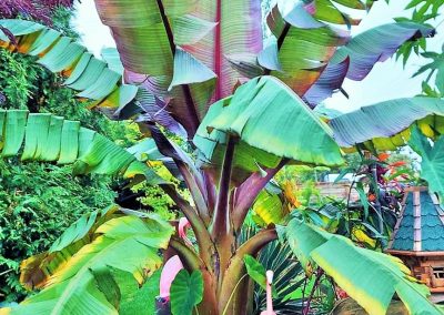 Ensete ventricosum ’Maurelli’ vörös abszintbanán