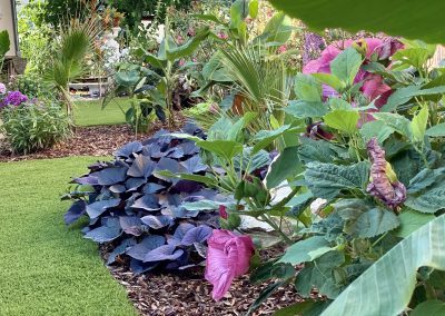 Mocsári hibiszkusz és egynyári futó díszburgonya