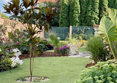 Műfű közepén egy örökzöld magnólia Magnolia grandiflora