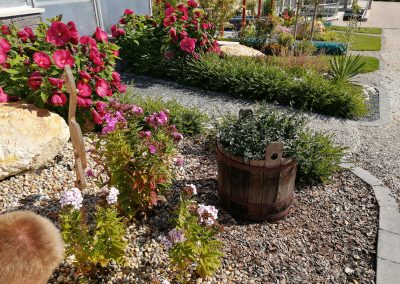 Flamingó Panzió parkja, Etyek. Virágzó lángvirágok, mellettük dézsába ültetett menta. Háttérben nagy virágú mocsári hibiszkuszok.