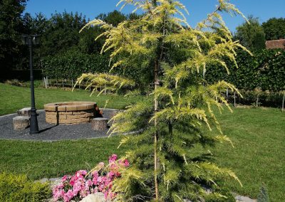 Flamingó Panzió parkja - atlaszcédrus alatta talajtakaró rózsákkal